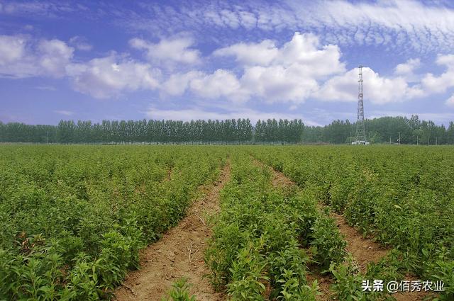 中药材白术抑制花蕾有技巧，分享影响化控效果的5点经验2