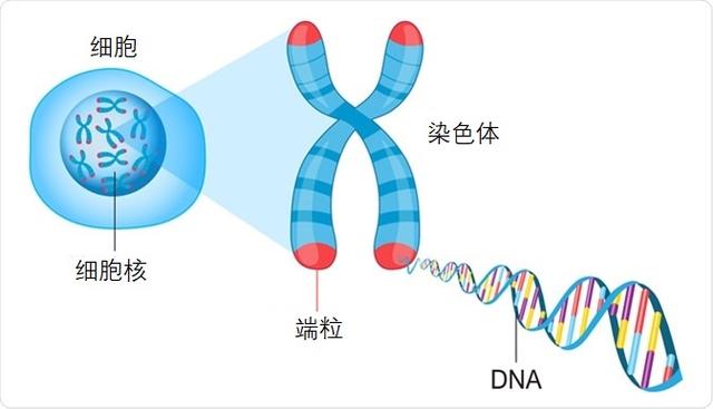 世界上最大的龟是什么龟