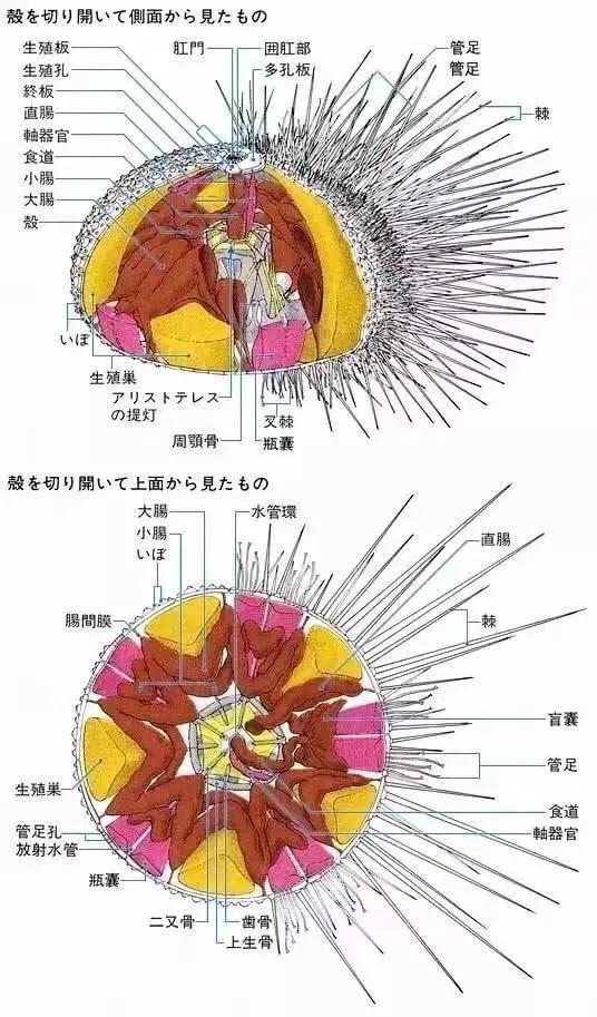 鸡子是什么