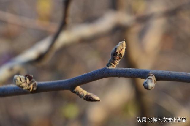 春季苹果萌芽期，要早施肥水、早修剪、早刻芽、早疏蕾、早喷药2