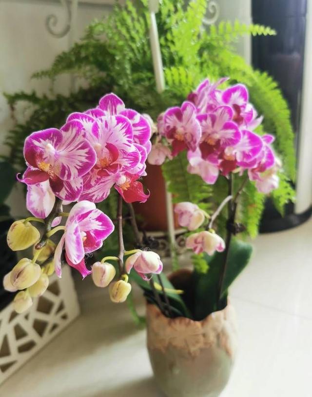 冬天的花有哪些