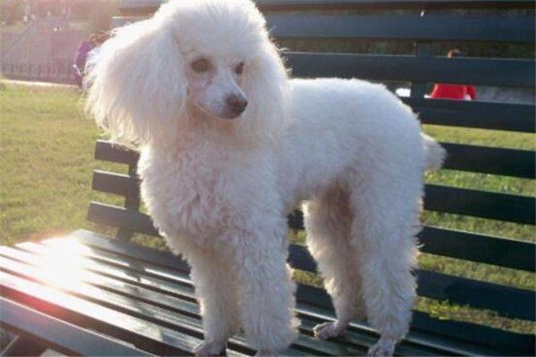 世界十大名犬排名