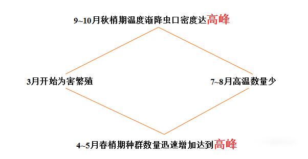 注意！红蜘蛛10月高发，防不好直接影响产量，如何用药？