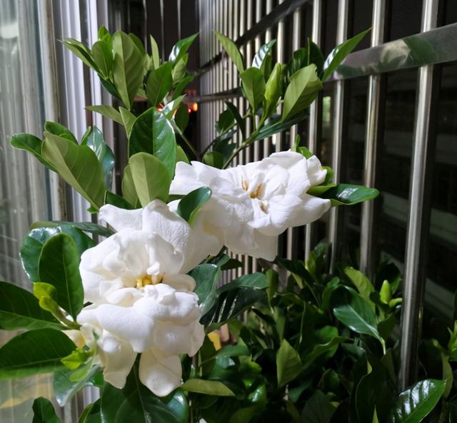 栀子花的养殖方法 栀子花的养殖方法（栀子花的养殖方法和注意事项要怎么养） 生活