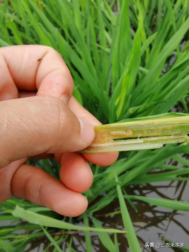 水稻细菌性基腐病与钻心虫危害在拔节前期危害叶鞘的区别与防治