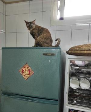 猫咪把猫砂盆里的屎弄出来（猫咪把生米当猫砂）(4)