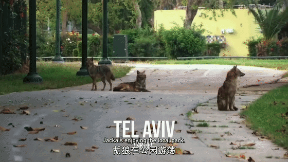 16部超赞自然纪录片，让孩子足不出户看到地球的“真实面目”！