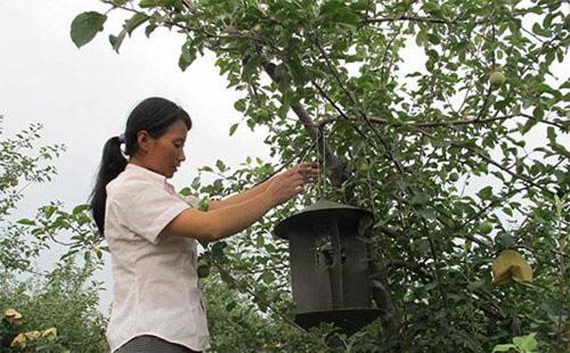 苹果树种植，苹果小卷叶蛾繁殖快、危害时间长，该如何进行防治呢13