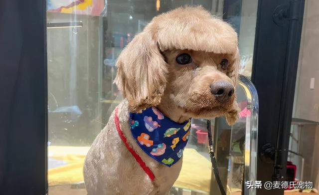 贵宾狗造型(贵宾犬造型修剪图解) 注册公司 第4张