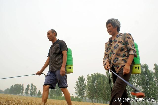 打除草剂后田间杂草杀不死、作物出现药害？这样打药除草效果最好5