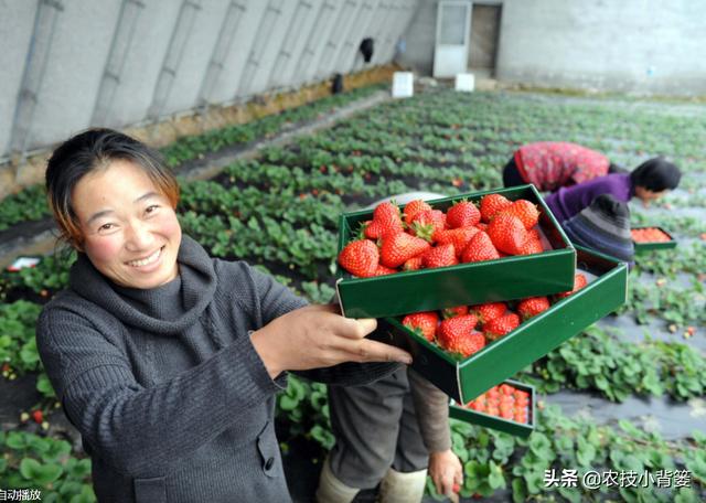 种出的草莓颜色不红、果实不甜怎么办？这6个管理技巧能帮你4