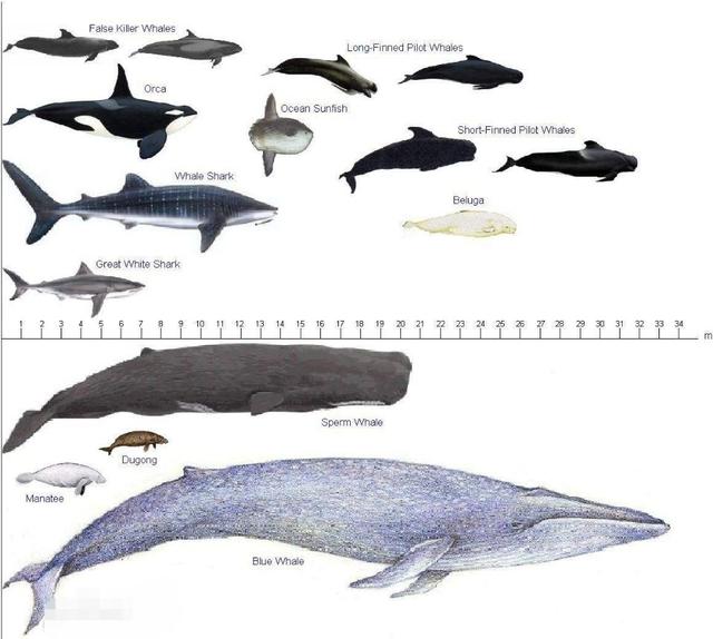 鲸鱼身长多少(鲸鱼身长多少米)-天晟网