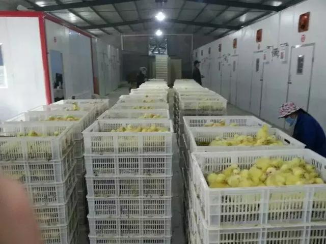 鸡皮肤是绝症么