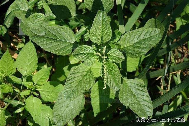 立秋之后，农村这几样野菜采收正当时，好吃又降暑，看完明白了