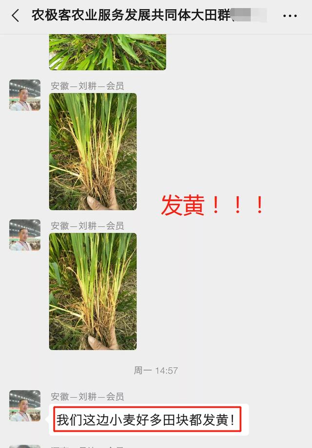 哭！近期麦苗大片大片发黄，怎么补救？5大原因必看1