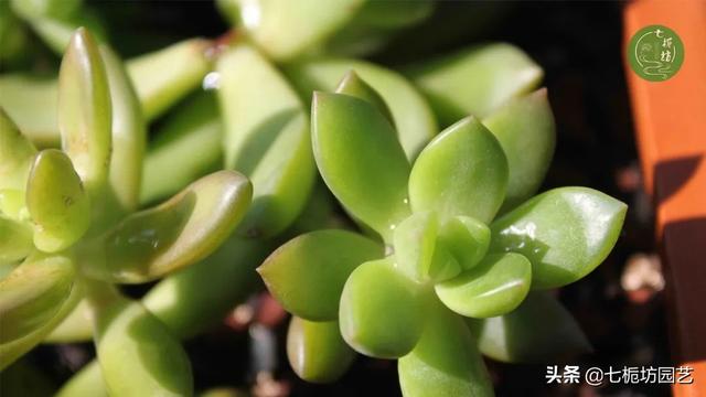 图文 多肉铭月怎么养殖 才能变黄金色 铭月叶片很薄怎么办 Www Ihua5 Cn