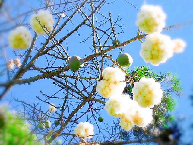 美丽异木棉 美丽异木棉（美丽异木棉茎腐病） 生活