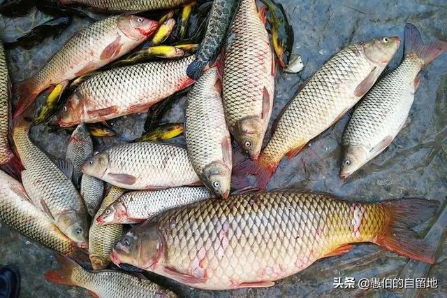 73岁买一个鲤鱼怎么办