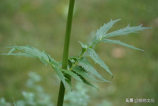缬草