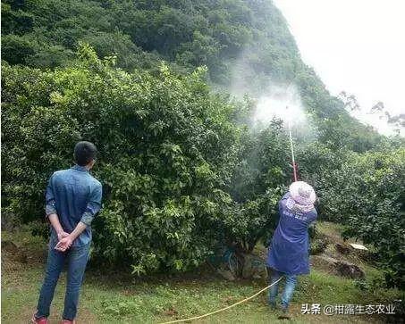 铜制剂缺陷的克服！中国柑橘溃疡病防治现状分析