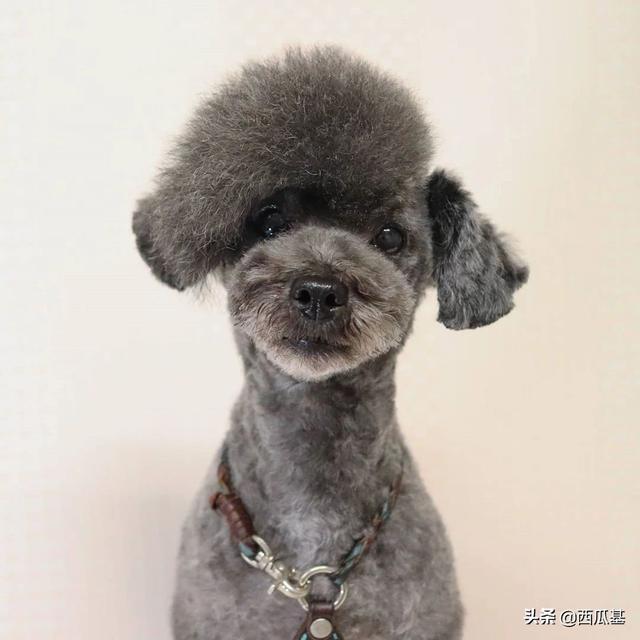 贵宾犬的造型 贵宾犬的造型