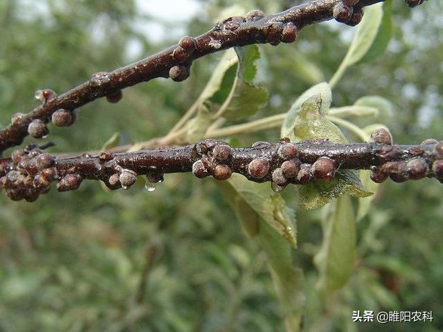 这个药治介壳虫更厉害，用一次管4个月，对卵、若虫、成虫统杀2