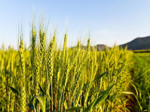 大麦的种植技术与田间管理‖病虫害防治