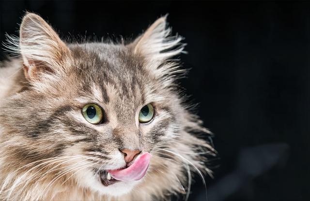 猫咪一直舔一个地方是怎么回事儿（猫咪舔这几个地方）(2)