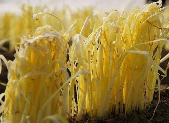 韭黄高产栽培的研究，及病虫害防治技术，掌握好高产很简单9
