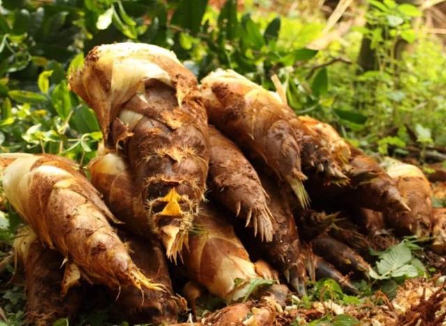 日本女孩挖筍時離奇失蹤 警犬搜索時詭異行爲 引發無數猜想 Zh中文網