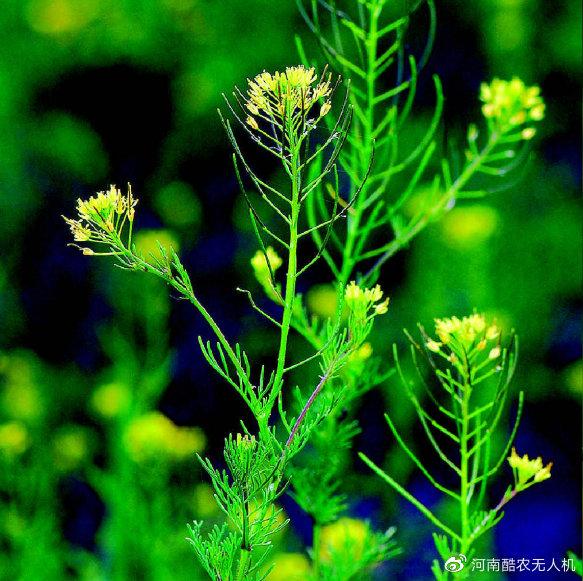 麦草畏有哪些作用特点？麦草畏应用范围1