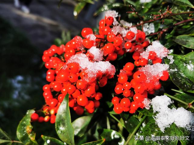 雪中红豆最相思