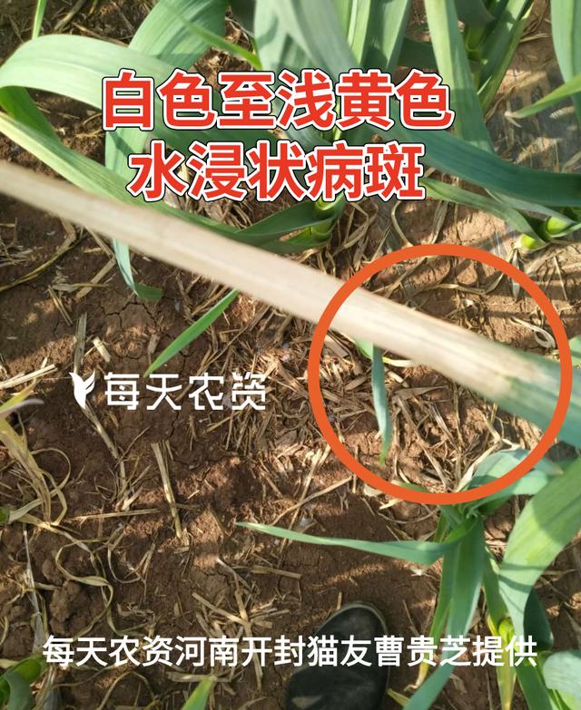 大汇总！4月，大蒜这5种病害，一定抓紧防治！9