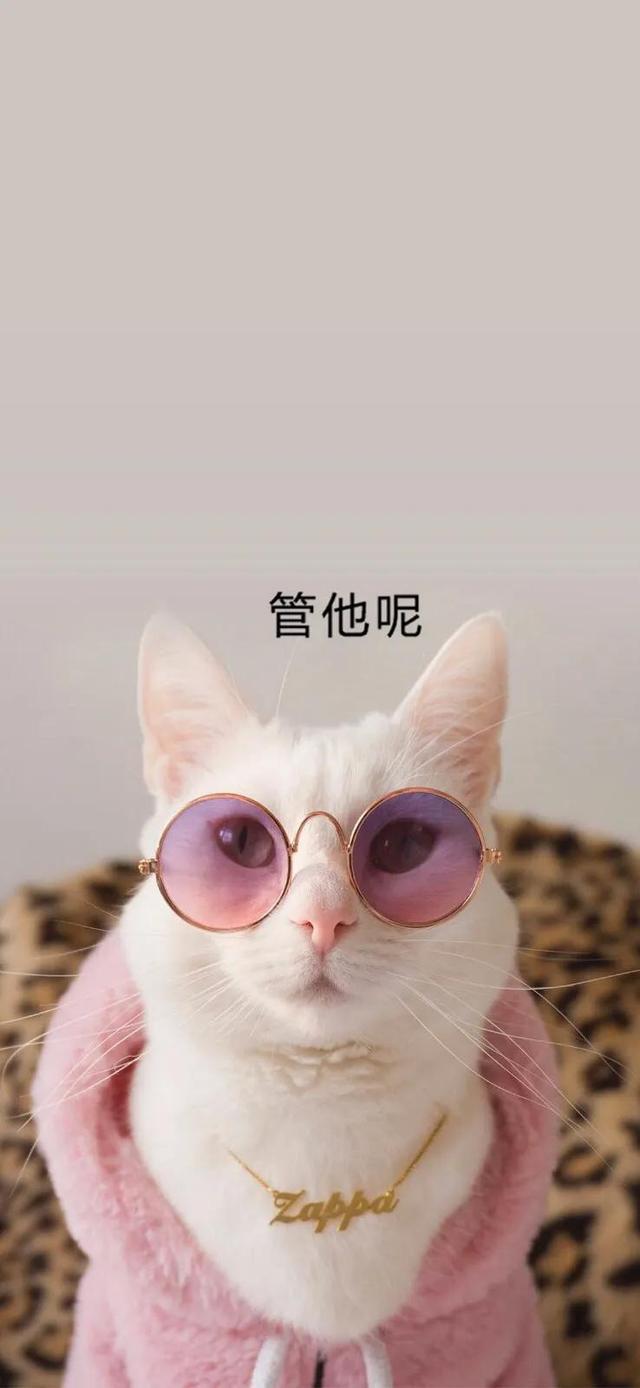 可爱猫咪图片