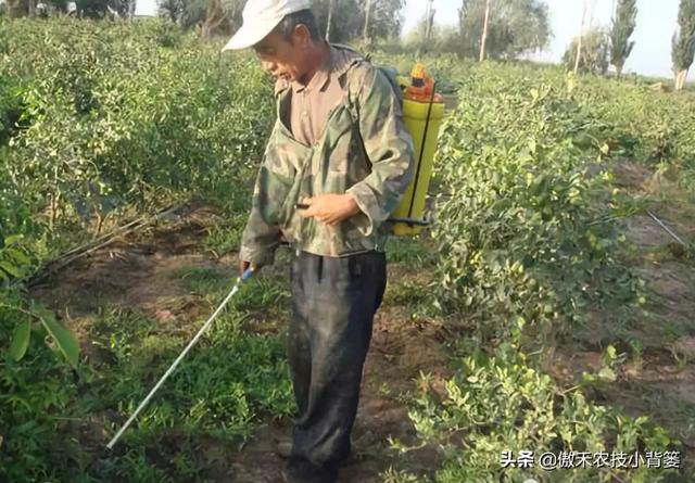 打除草剂后田间杂草杀不死、作物出现药害？这样打药除草效果最好15