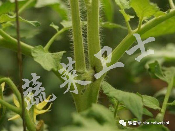 ​夏季高温，番茄“芽枯病”的防控你做好了吗？1