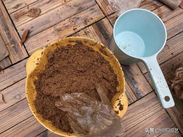 老家磨坊带的“花生饼”，当成肥料用，肥效十足，养花超好用6