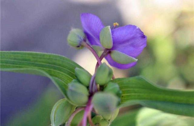 紫露草 紫露草（紫露草属） 生活