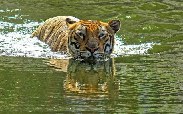 老虎怕水吗，老虎为什么怕水