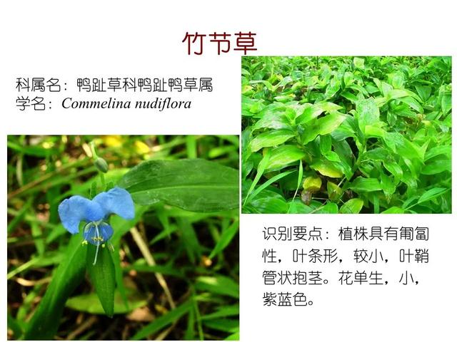 水生植物种类 水生植物种类（水生植物100种） 生活