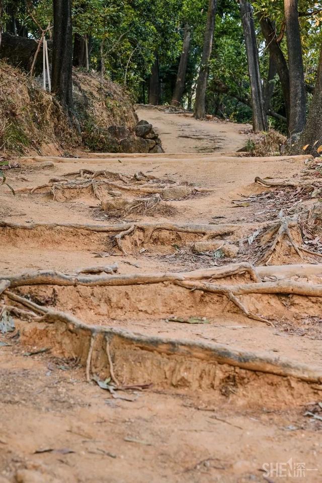 深圳居然私藏了这么多绿道，一个比一个美