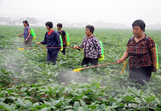 大豆有了斜纹夜蛾？自制杀虫剂，不花多少钱，非常管用7