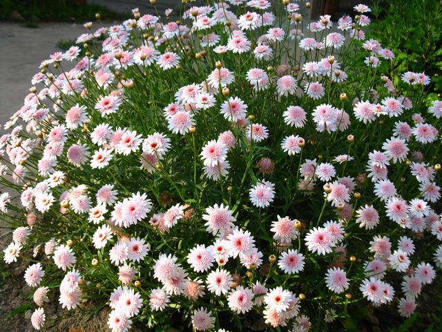 玛格丽特花（玛格丽特花是招鬼花吗）