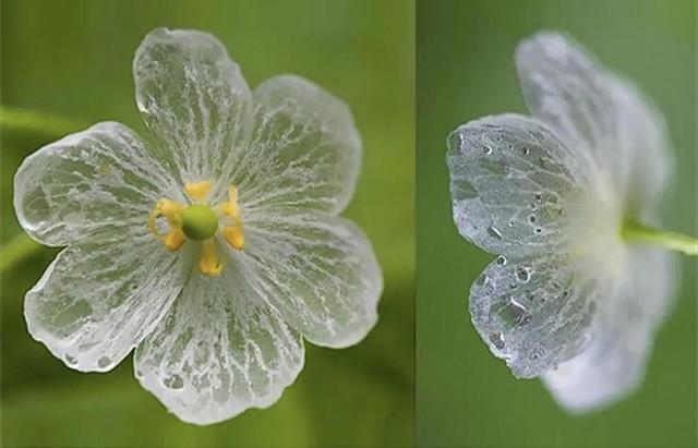 水晶花