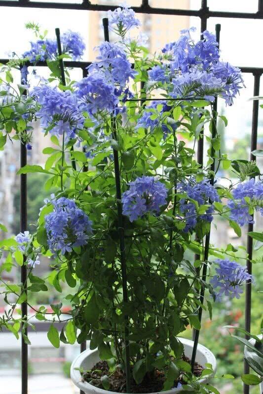 草本植物 草本植物（草本植物有哪些） 生活