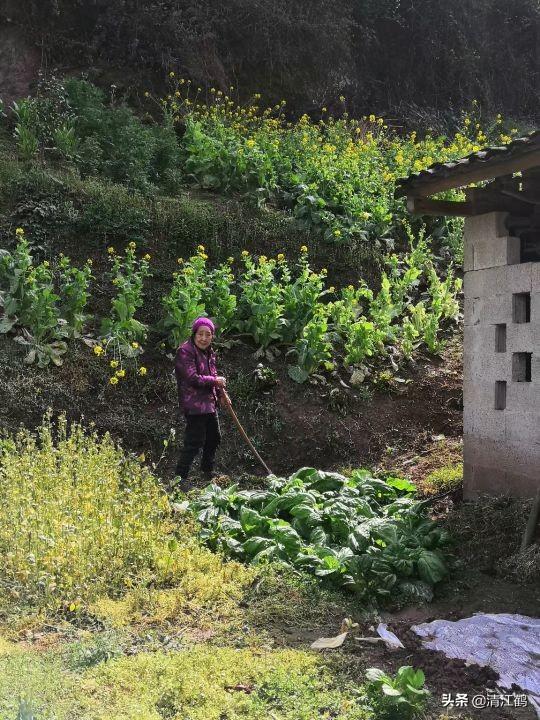 油菜赏花时节：不得不谈的芸苔素内酯5