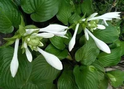 50种浪漫鲜花花语大全 50种浪漫鲜花花语大全（50种浪漫鲜花花语大全图片） 生活