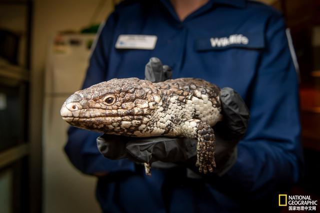 澳大利亚松果蜥：非法宠物交易危机