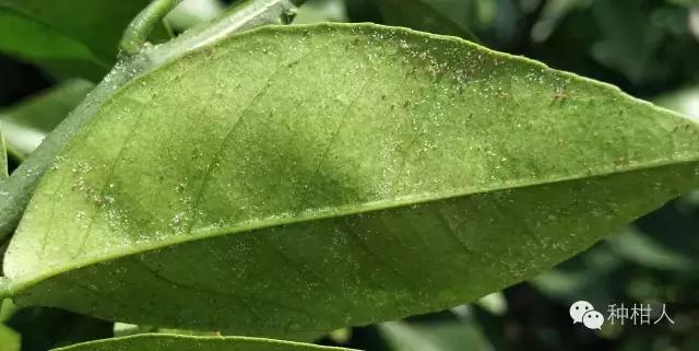 柑橘红蜘蛛终极防治手册，附防治药剂推荐！9