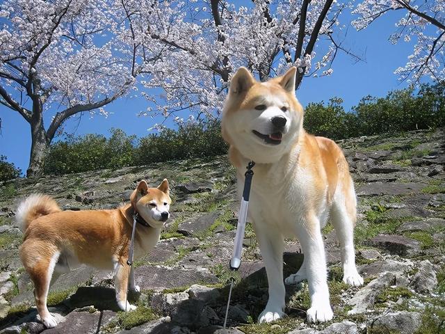 纯种秋田犬